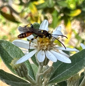 Labium sp. (genus) at Aranda, ACT - 4 Nov 2024