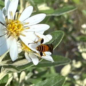 Labium sp. (genus) at Aranda, ACT - 4 Nov 2024