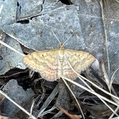 Scopula rubraria (Reddish Wave, Plantain Moth) at Aranda, ACT - 4 Nov 2024 by Jubeyjubes