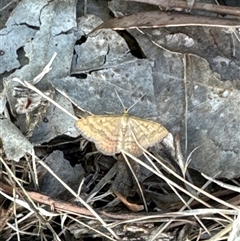 Scopula rubraria at Aranda, ACT - 4 Nov 2024