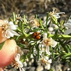 Hippodamia variegata (Spotted Amber Ladybird) at Aranda, ACT - 4 Nov 2024 by Jubeyjubes