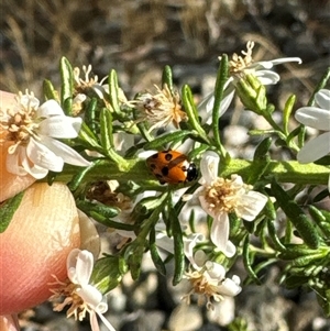 Hippodamia variegata at Aranda, ACT - 4 Nov 2024