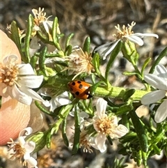 Hippodamia variegata at Aranda, ACT - 4 Nov 2024 05:30 PM