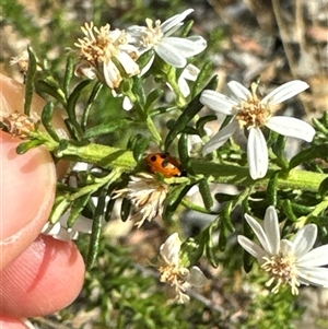 Hippodamia variegata at Aranda, ACT - 4 Nov 2024