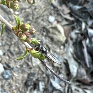 Syrphini sp. (tribe) at Aranda, ACT - 4 Nov 2024