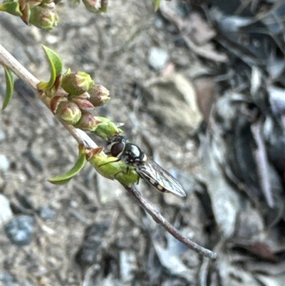 Syrphini (tribe) (Unidentified syrphine hover fly) at Aranda, ACT - 4 Nov 2024 by Jubeyjubes