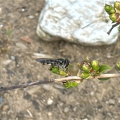 Syrphini sp. (tribe) at Aranda, ACT - 4 Nov 2024