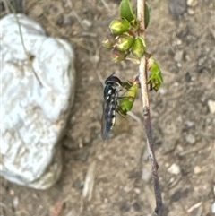 Syrphini sp. (tribe) at Aranda, ACT - 4 Nov 2024