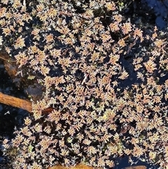 Azolla sp. at Bakers Beach, TAS - 5 Nov 2024 by LyndalT