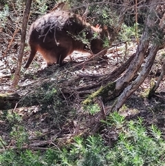Thylogale billardierii at Bakers Beach, TAS - 5 Nov 2024 03:26 PM