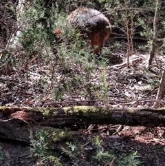 Thylogale billardierii at Bakers Beach, TAS - 5 Nov 2024 03:26 PM
