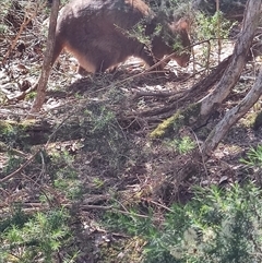 Thylogale billardierii at Bakers Beach, TAS - 5 Nov 2024 03:26 PM
