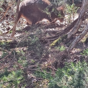 Thylogale billardierii at Bakers Beach, TAS - 5 Nov 2024 03:26 PM