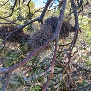 Banksia marginata at Bakers Beach, TAS - 5 Nov 2024