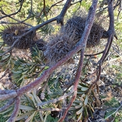 Banksia marginata at Bakers Beach, TAS - 5 Nov 2024