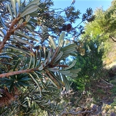 Banksia marginata at Bakers Beach, TAS - 5 Nov 2024