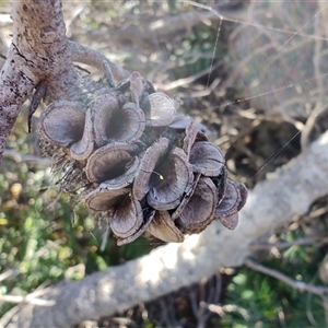 Banksia marginata at Bakers Beach, TAS - 5 Nov 2024