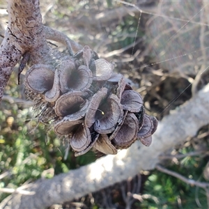 Banksia marginata at Bakers Beach, TAS - 5 Nov 2024 03:38 PM
