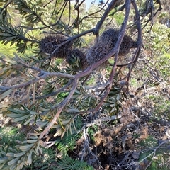 Banksia marginata at Bakers Beach, TAS - 5 Nov 2024