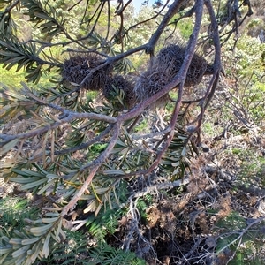 Banksia marginata at Bakers Beach, TAS - 5 Nov 2024