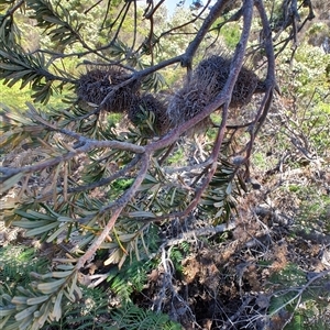 Banksia marginata at Bakers Beach, TAS - 5 Nov 2024 03:38 PM
