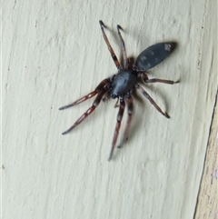 Lampona sp. (genus) (White-tailed spider) at Goulburn, NSW - 14 Sep 2024 by glbn1