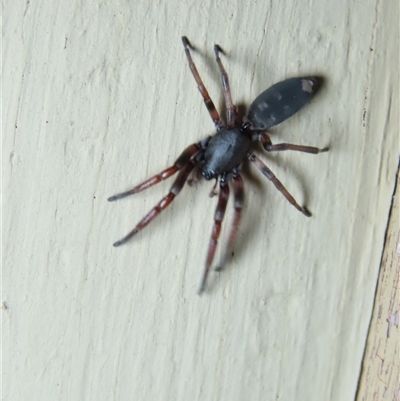 Lampona sp. (genus) (White-tailed spider) at Goulburn, NSW - 14 Sep 2024 by glbn1