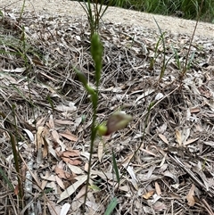 Cryptostylis erecta (Bonnet Orchid) at Dunbogan, NSW - 3 Nov 2024 by Nette