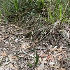 Cryptostylis erecta at Dunbogan, NSW - suppressed