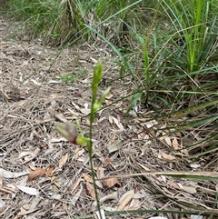 Cryptostylis erecta at Dunbogan, NSW - suppressed