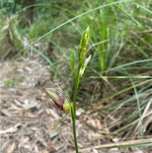 Cryptostylis erecta at Dunbogan, NSW - suppressed