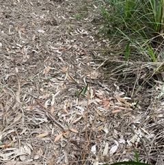 Cryptostylis erecta at Dunbogan, NSW - suppressed