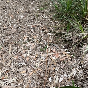 Cryptostylis erecta at Dunbogan, NSW - suppressed