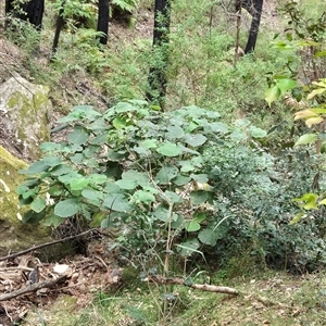 Dendrocnide excelsa at Kangaroo Valley, NSW - suppressed