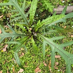 Dendrocnide excelsa at Kangaroo Valley, NSW - suppressed