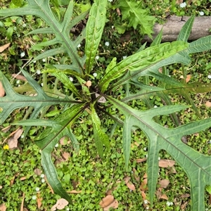 Dendrocnide excelsa at Kangaroo Valley, NSW - suppressed