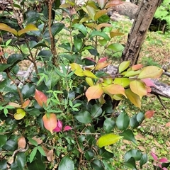 Dendrocnide excelsa at Kangaroo Valley, NSW - 25 Oct 2024