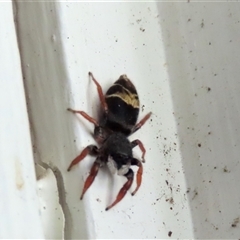 Apricia jovialis (Jovial jumping spider) at Goulburn, NSW - 27 Oct 2024 by glbn1