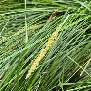 Carex appressa at Kangaroo Valley, NSW - 25 Oct 2024