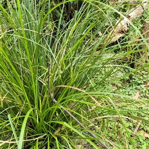 Carex longebrachiata (Bergalia Tussock) at Kangaroo Valley, NSW by maureenbell