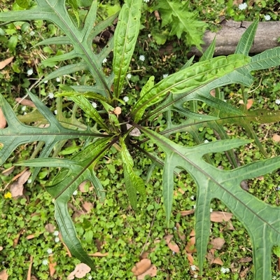 Solanum aviculare (Kangaroo Apple) at Kangaroo Valley, NSW - 25 Oct 2024 by maureenbell