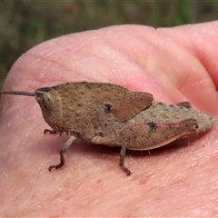 Goniaea australasiae at Kingsdale, NSW - 23 Oct 2024 by glbn1