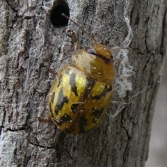 Paropsisterna obliterata (Obliterate Melaleuca Leaf Beetle) at Charleys Forest, NSW - 5 Nov 2024 by arjay