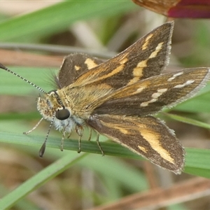 Taractrocera papyria at Charleys Forest, NSW - 5 Nov 2024