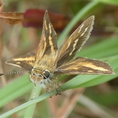 Taractrocera papyria at Charleys Forest, NSW - 5 Nov 2024