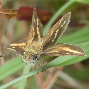 Taractrocera papyria at Charleys Forest, NSW - 5 Nov 2024