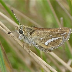 Taractrocera papyria at Charleys Forest, NSW - 5 Nov 2024