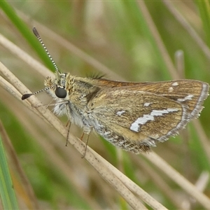 Taractrocera papyria at Charleys Forest, NSW - 5 Nov 2024