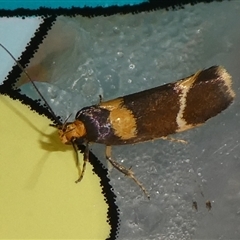 Eulechria psilopla (A Concealer moth (Eulechria group)) at Charleys Forest, NSW - 4 Nov 2024 by arjay