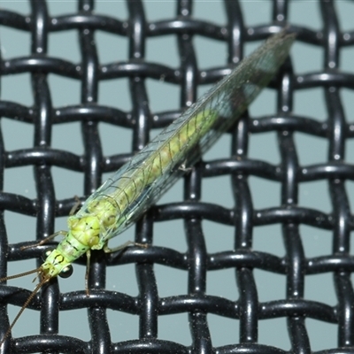 Plesiochrysa ramburi at Higgins, ACT - 5 Sep 2024 by AlisonMilton